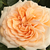 Roz - Trandafir englezesti - Ausjolly